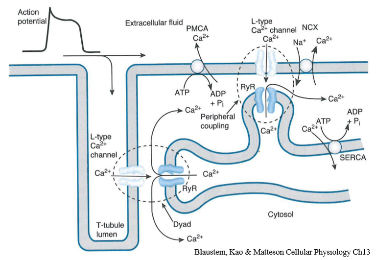 <ol><li><p>Calcium enters cell through L type channels causing calcium induced calcium release of calcium store in the sarcoplasmic reticulum (CICR</p></li><li><p>Calcium is released through ryanodine channels which are a calcium gated calcium channels</p></li><li><p>Calcium then binds troponin, moves tropomyosin so actin myosin cross bridges can form</p></li><li><p>Calcium is removed by SERCA back into the SR, plasma membrane calcium ATPase and sodium calcium exchanger </p></li></ol><p></p>