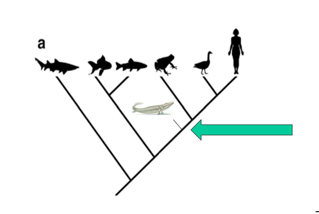 <p>Found in Brazil</p><ul><li><p>Fossils of extinct mammals that resemble intermediate forms of modern creatures (<strong>transitional fossils</strong>)</p><p></p></li></ul><p></p>