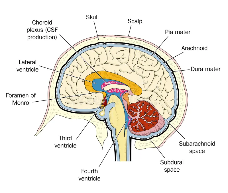 <p>Lateral ventricle, third ventricle, fourth ventricle and cerebral aqueduct </p>