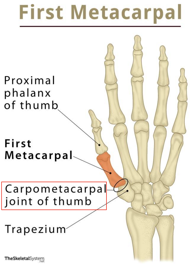 <p>carpals &amp; metacarpals</p>