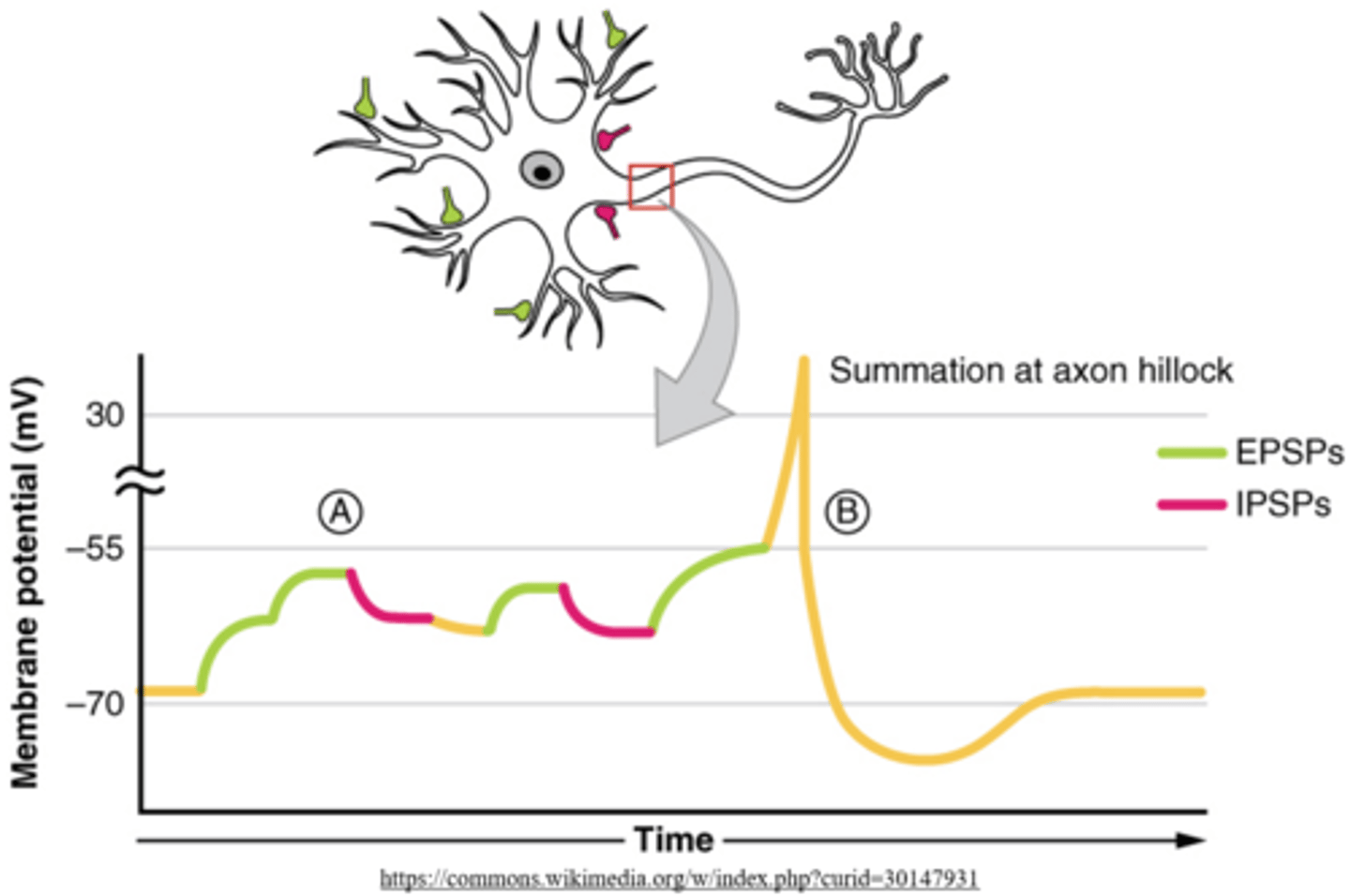<p>summation; axon hillock</p>