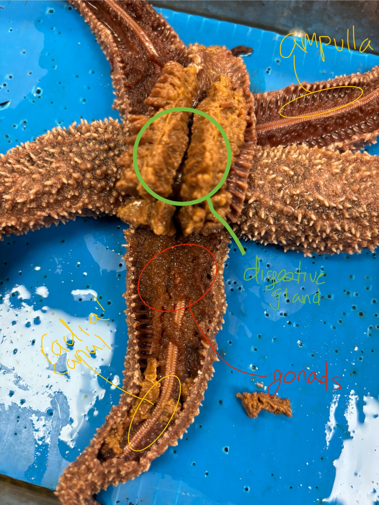 knowt flashcard image