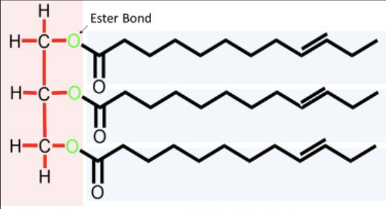 constructed of two types of smaller molecules: glycerol (tree carbon alcohol with a hydroxyl group attached to each carbon) and fatty acids (carboxyl group attached to a long carbon skeleton)