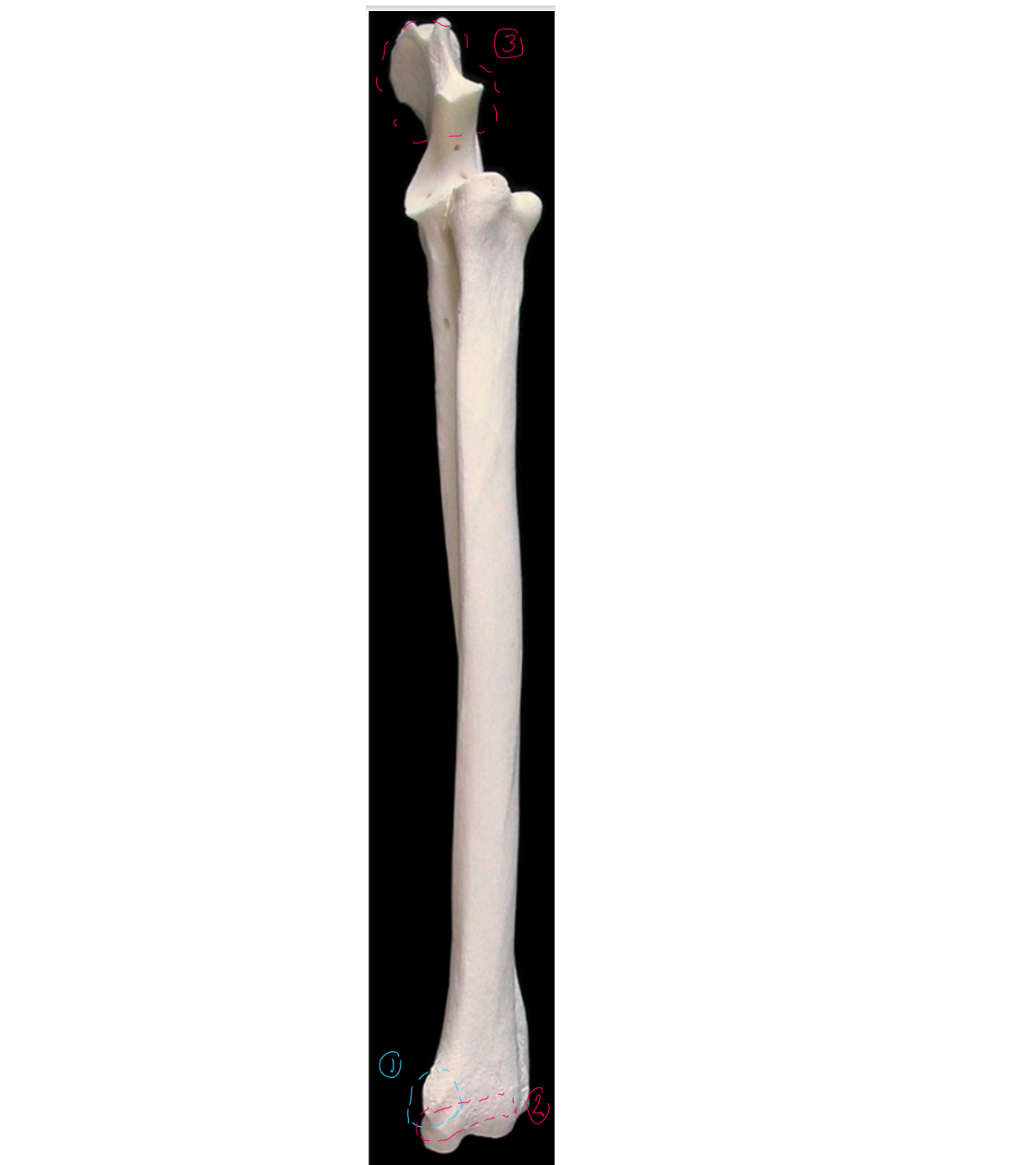 <p>label the medial side of the ulna &amp; radius (dorsal/proximal end on top, cranial/head to the left)</p>