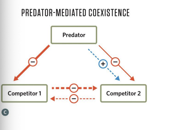 <p>Solid arrows for direct effects</p><p>Dashed arrows for indirect effects.</p><p></p><p>Example: Predatory sea stars hold highly competitive barnacles in check, allowing a diverse community to thrive</p>