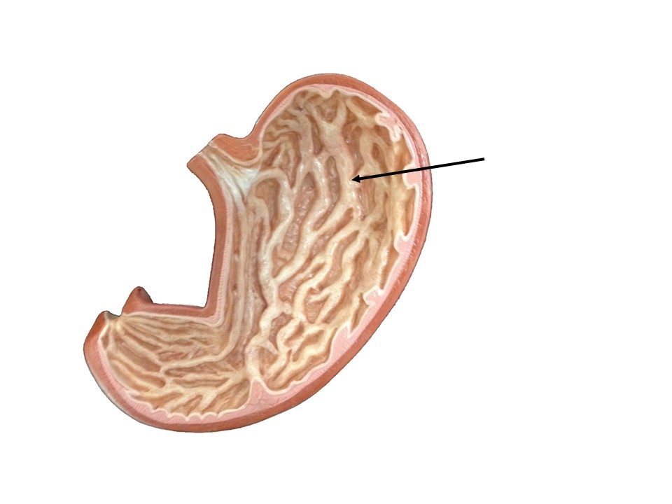 <p>Identify the organ</p>