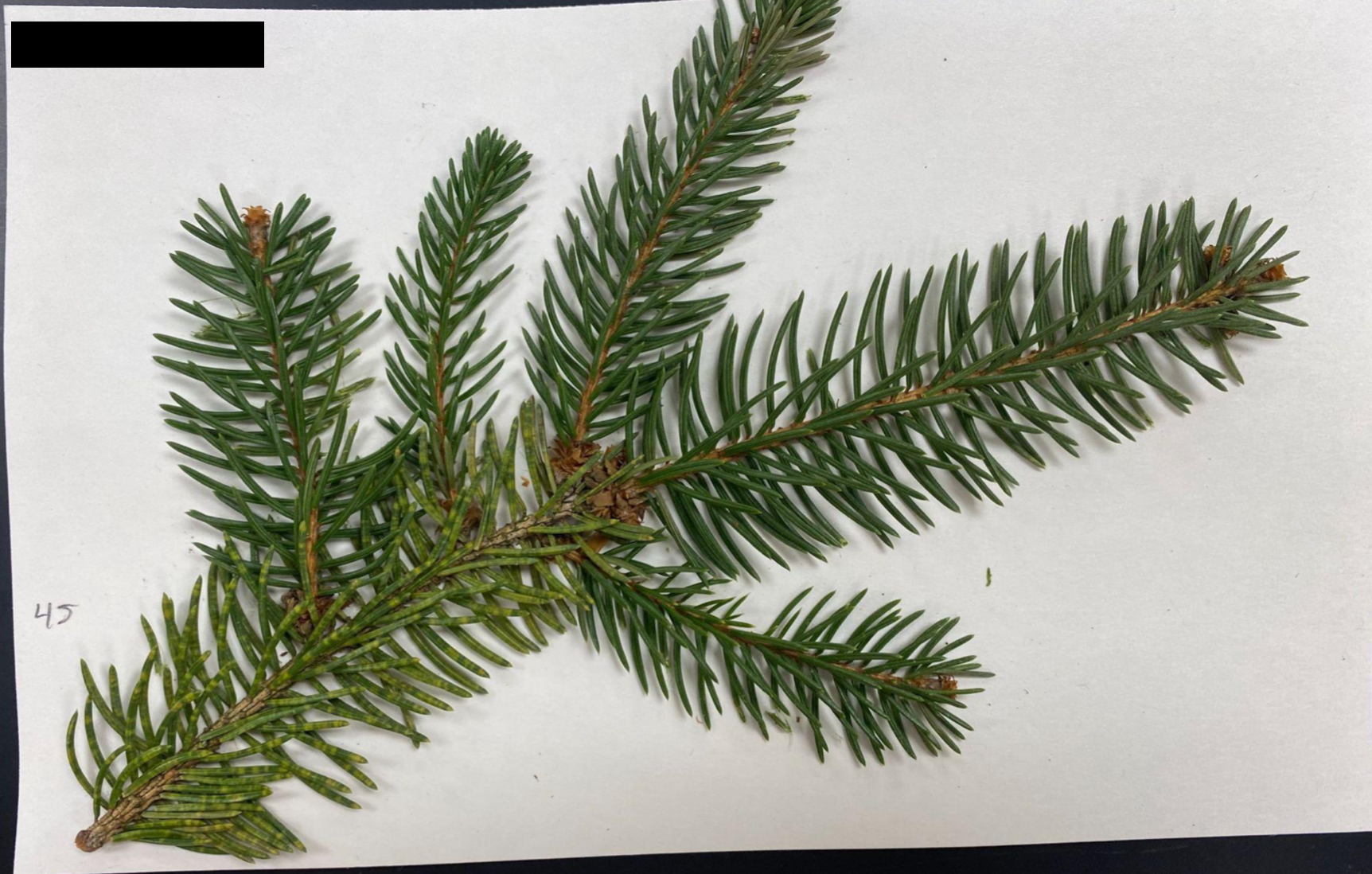 <p>Picea abies</p>