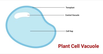 <p>A large storage for plant cells (or small for animals) to store solutes and/or food.</p>