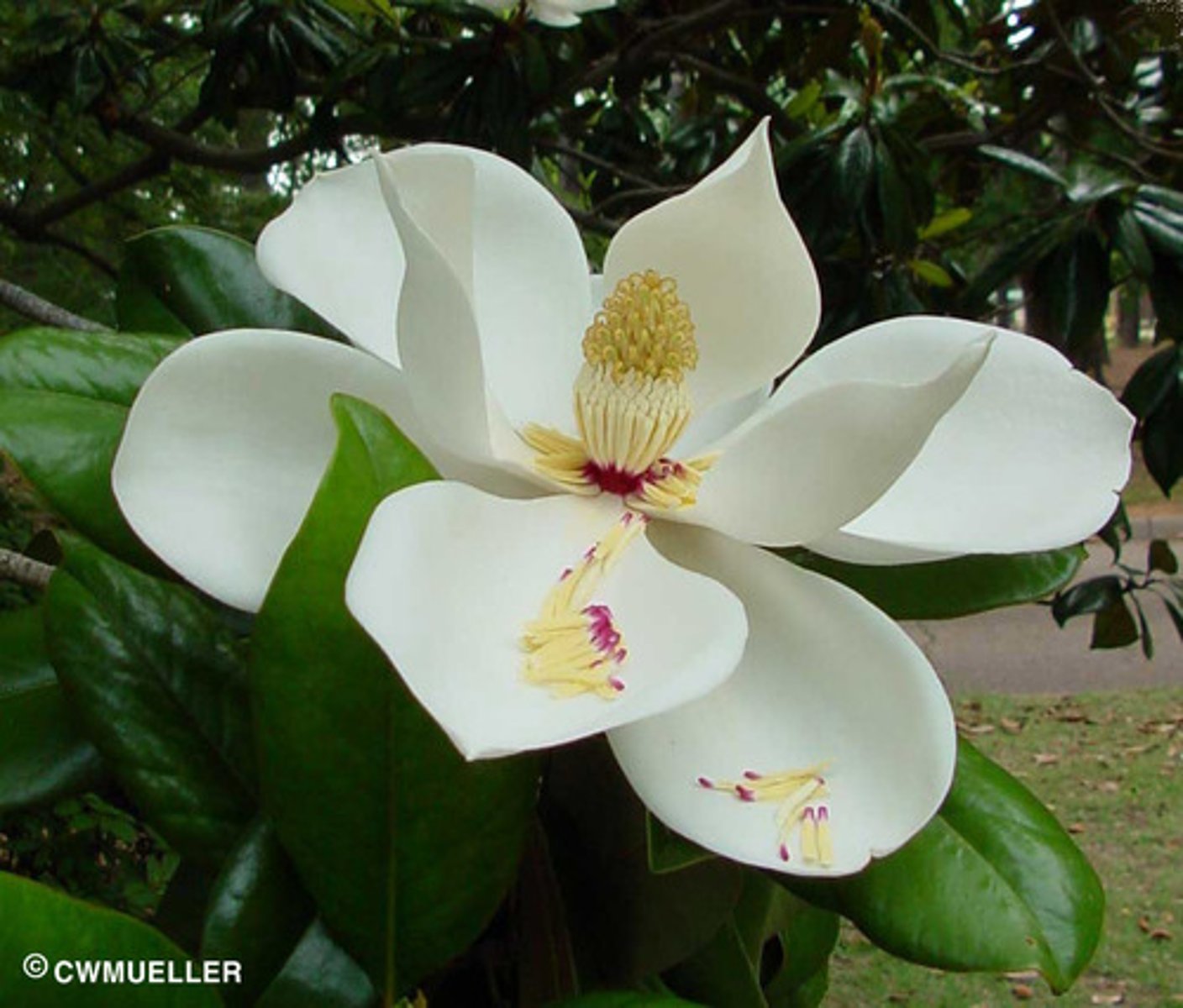 <p>Tulpenboomfamilie</p>