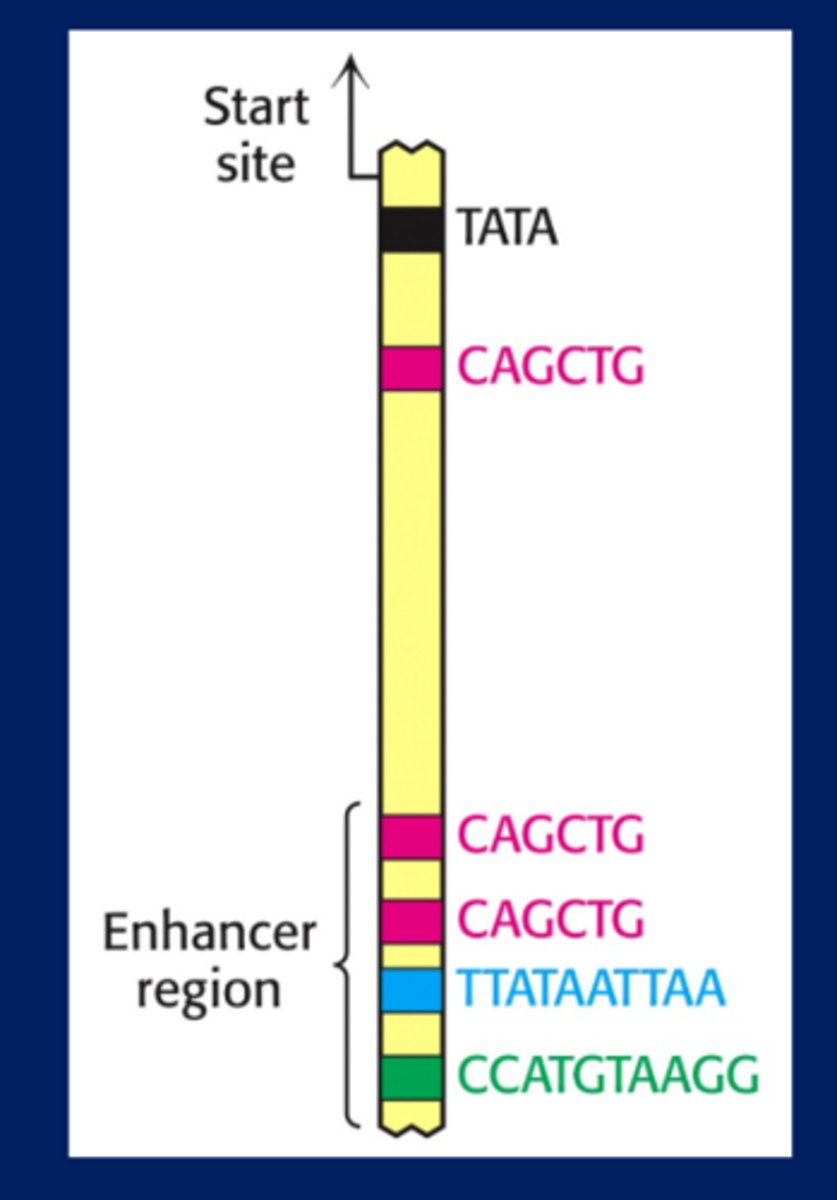 <p>-Do long range activation</p><p>-Has cis acting elements</p>