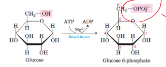 <ul><li><p>GLUT facilitates entry of glucose into cells</p></li><li><p>Glucose is phosphorylated to glucose-6-phosphate, catalysed by hexokinase, using 1 ATP and using Mg2+ as a cofactor</p></li></ul><p></p>