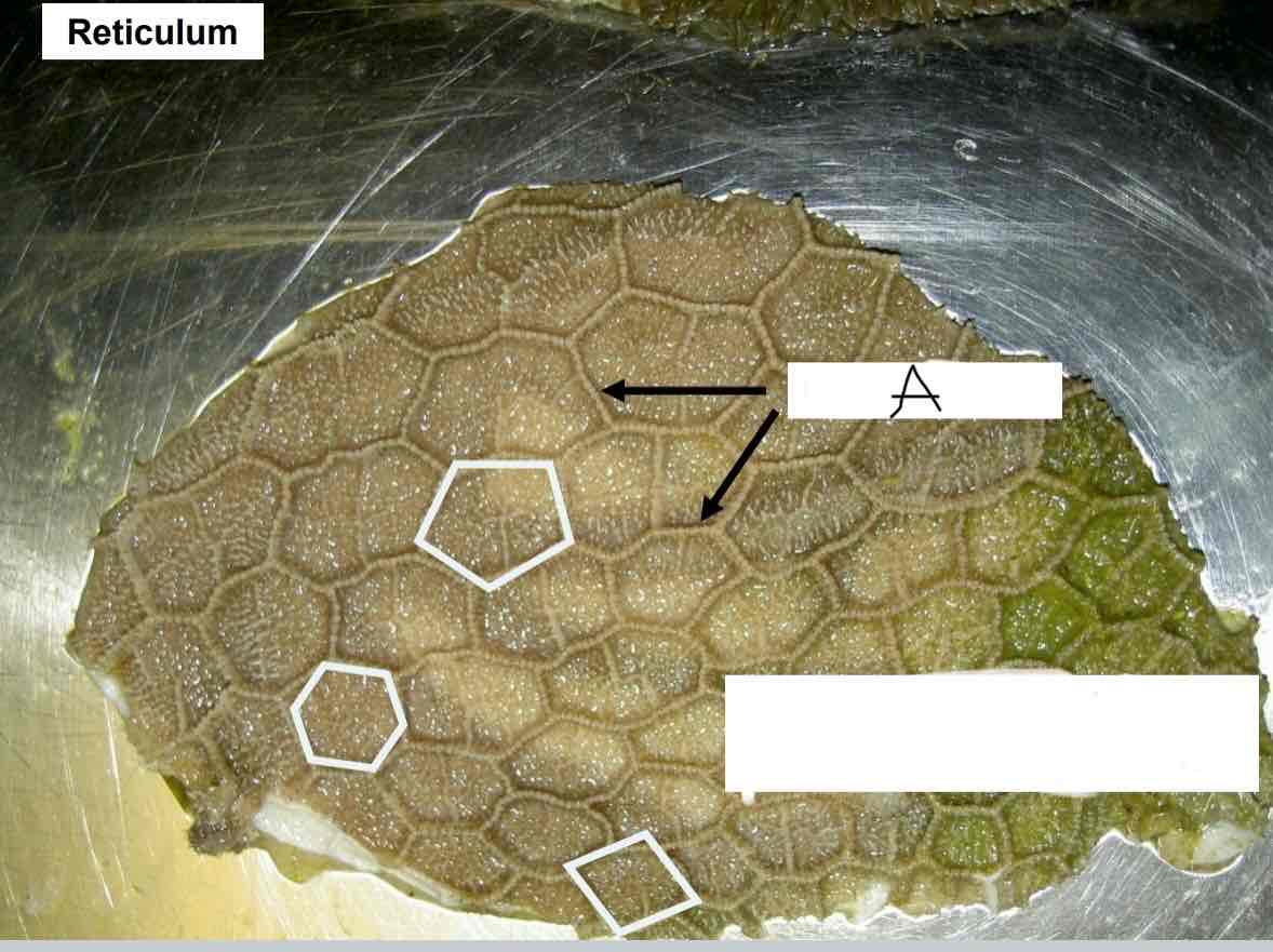 <p>Slemhinneveck i nätmagen som bildar cellulae reticuli (A)</p>