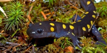 <p><strong>Ambyystoma maculatum</strong></p>