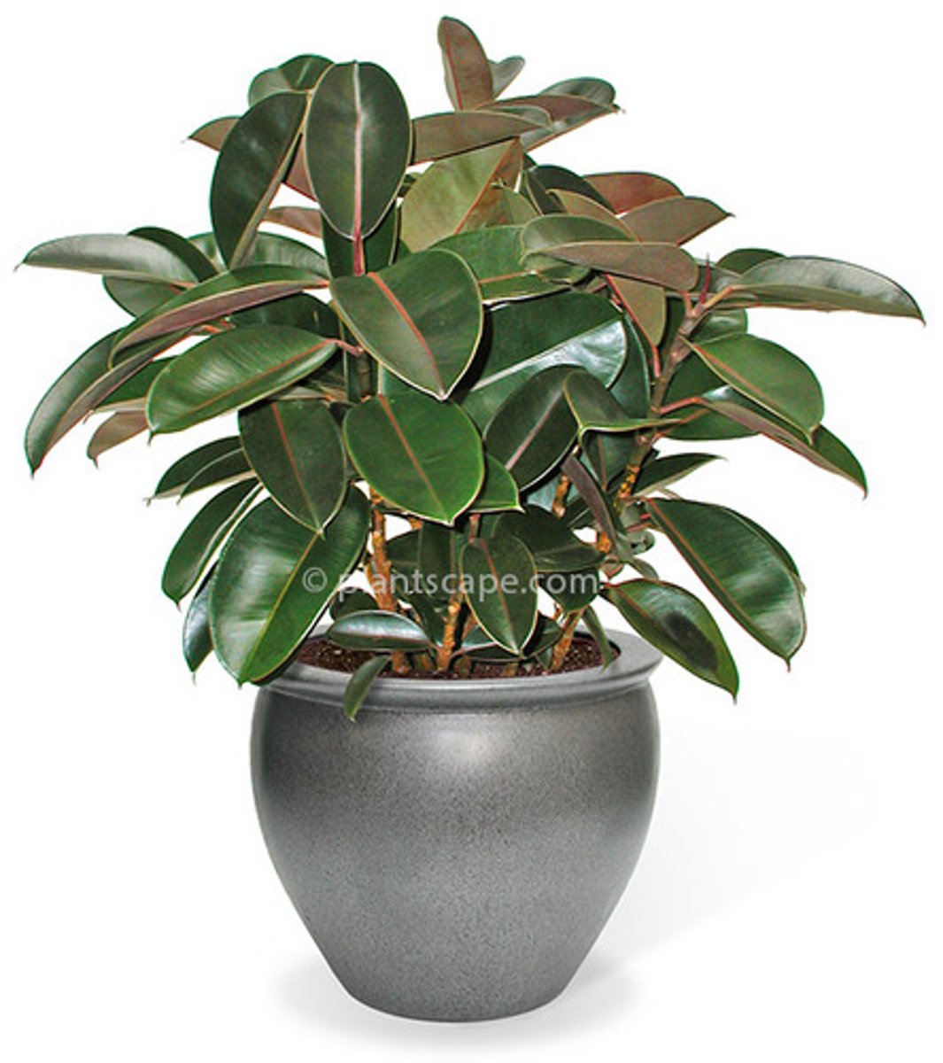 <p>New growth has reddish color</p><p>Midrib has reddish color</p><p>Leaf bud is very distinct</p><p>The bud also has a sheath that will fall off</p>