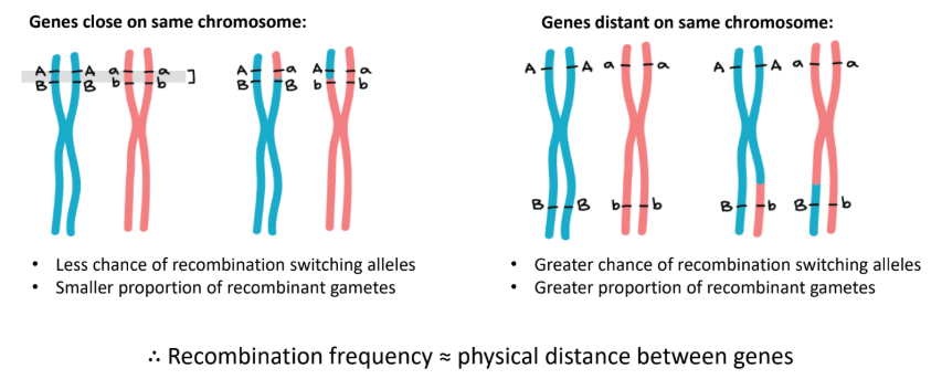 <p>refers to the frequency in which recombinant genotypes appear</p><ul><li><p>determined by distance between genes</p></li></ul><p></p>