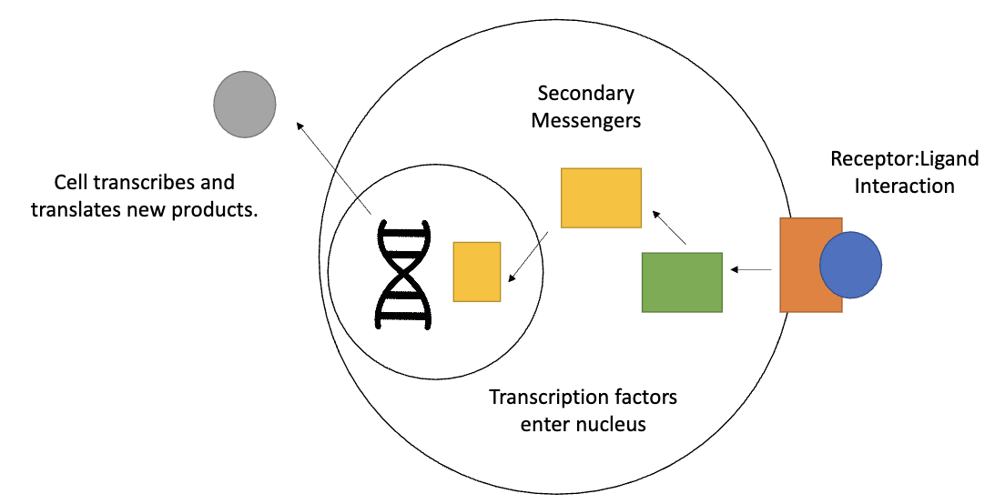 <ol><li><p>Receptor binds ligand → interaction begins</p></li><li><p>Triggers <strong>secondary messengers</strong> inside the cell</p></li><li><p>Secondary messengers activate <strong>transcription factors</strong></p></li><li><p>Transcription factors enter nucleus</p></li><li><p>Cell transcribes &amp; translates <strong>new products</strong></p></li></ol><p></p>