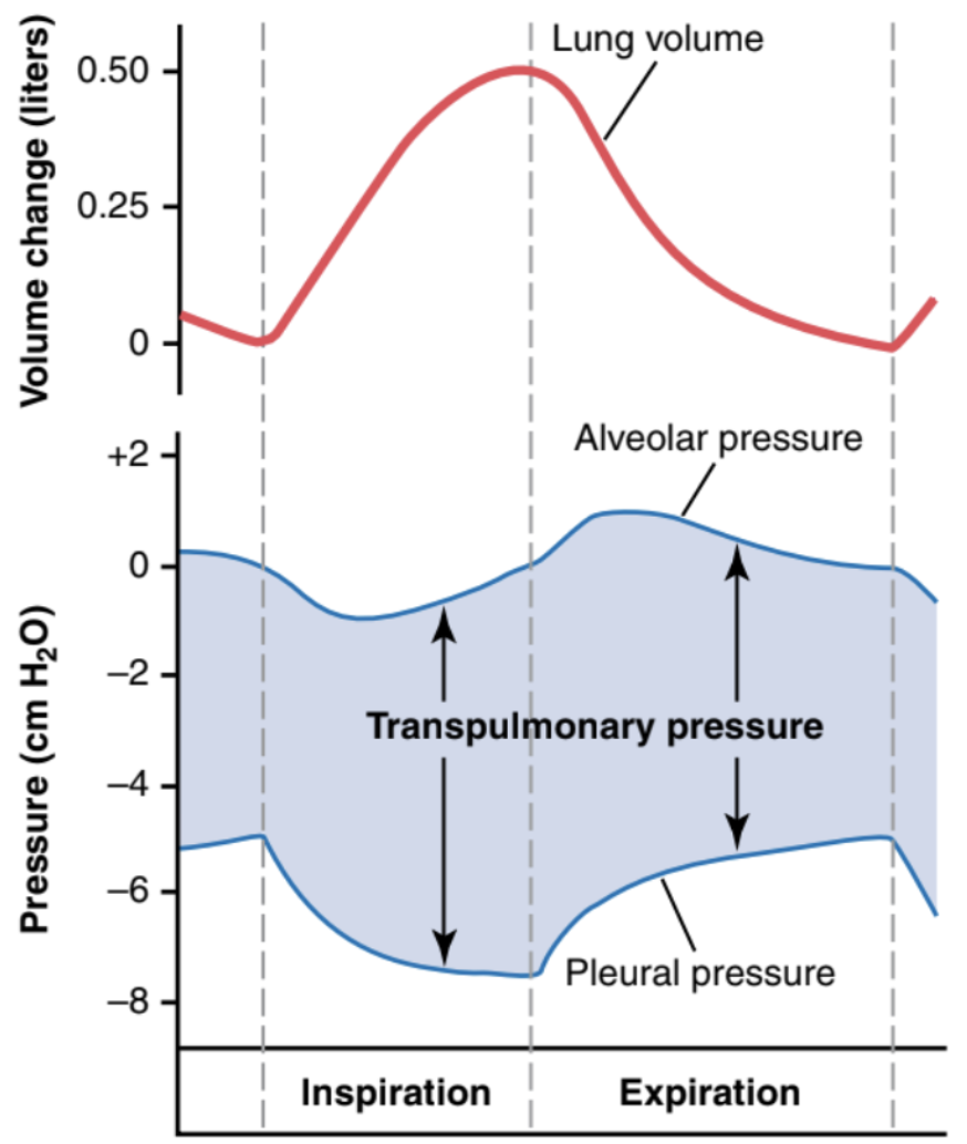 <p>Alveolar P - Pleural P = Elastic force in lungs (recoil pressure)</p>
