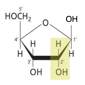 <p>Compare structure of deoxyribose compared to ribose.</p>