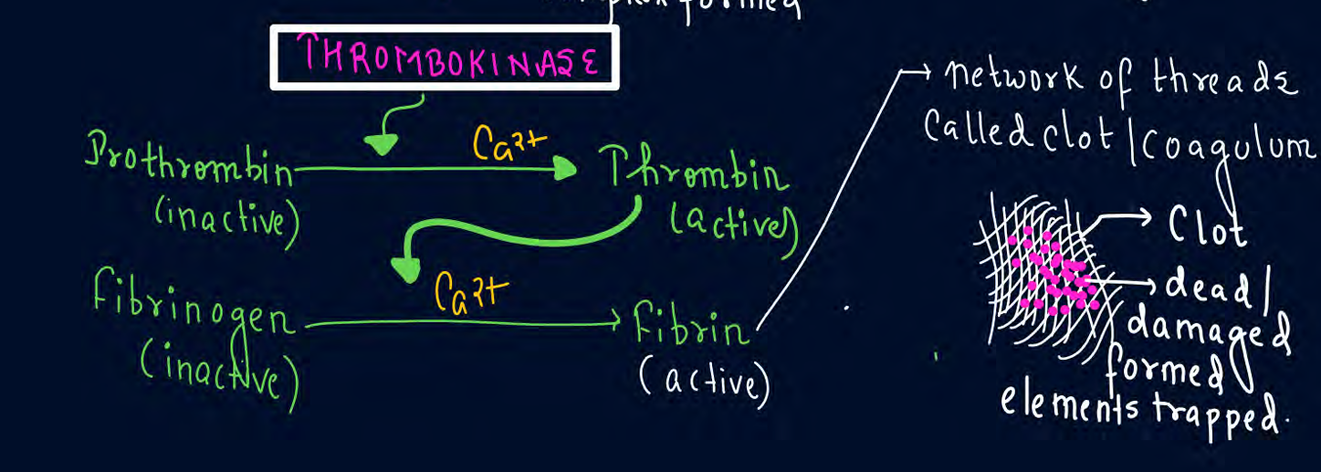 <ol><li><p>platelets have thromboplastin</p></li><li><p>more and more thromboplastin come together and form thrombokinase</p></li></ol><p></p>