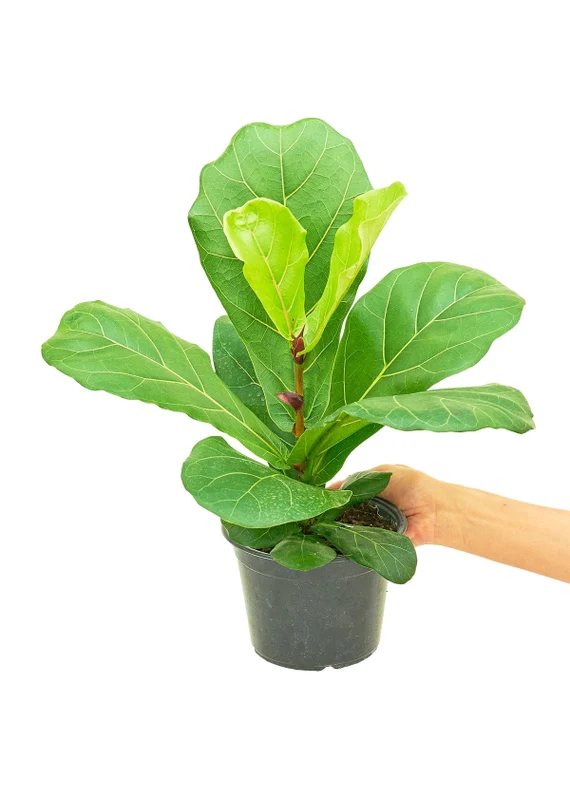 <p>Banjo Fig, Fiddleleaf Fig</p>