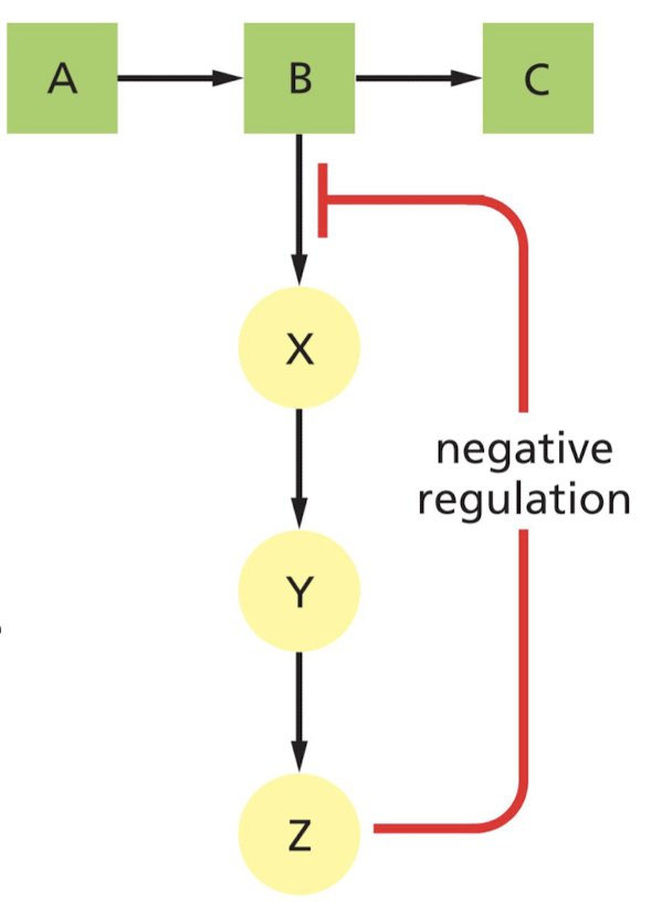 Product produced late in a reaction pathway inhibits an enzyme that acts earlier in the pathway.

* example of negative regulation