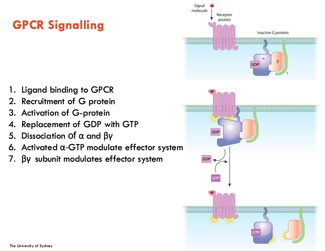 <ol><li><p>ligand binding to GPCR</p></li><li><p>Recruitment of G protein</p></li><li><p>Activation of G-protein</p></li><li><p>Replacement of GDP with GTP</p></li><li><p>Dissociation of α and βγ</p></li><li><p>Activated α-GTP modulate effector system</p></li><li><p>βγ subunit modulates effector system</p></li></ol><p></p>