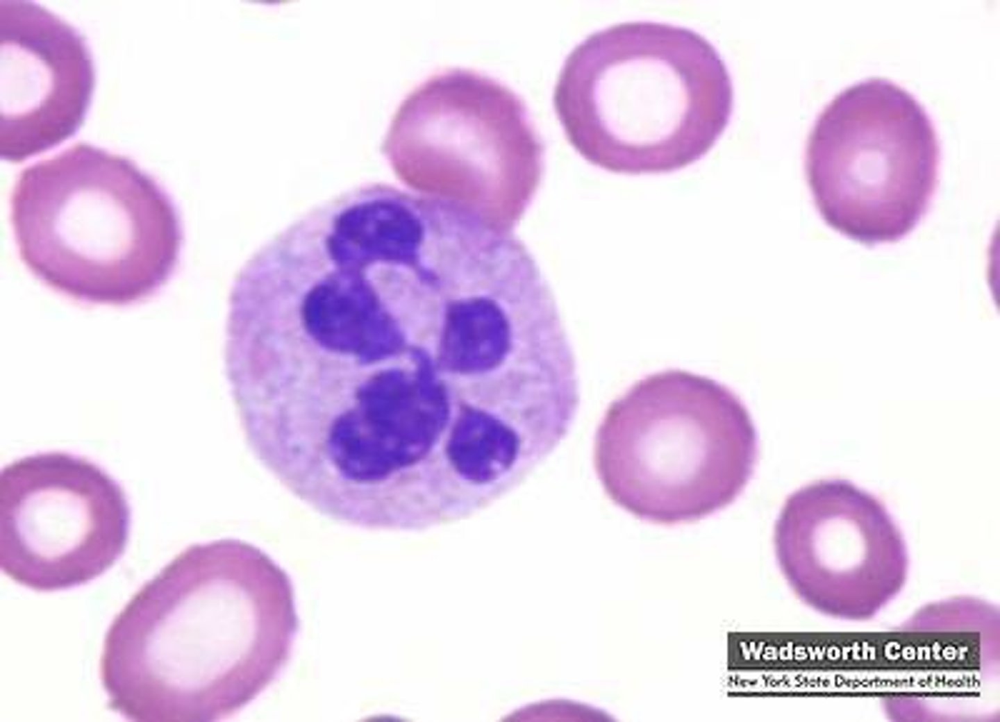 <p>define histology</p>