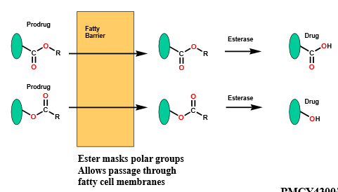 <p><span>can use this to make prodrugs as the molecule’s polarity increases, helping the molecule be more hydrophilic and potentially reach the target easier</span></p>