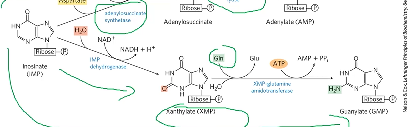 <p>IMP + H2O + NAD+ + IMPDHase &gt; XMP </p><p>XMP + Gln + ATP &gt; GMP</p>