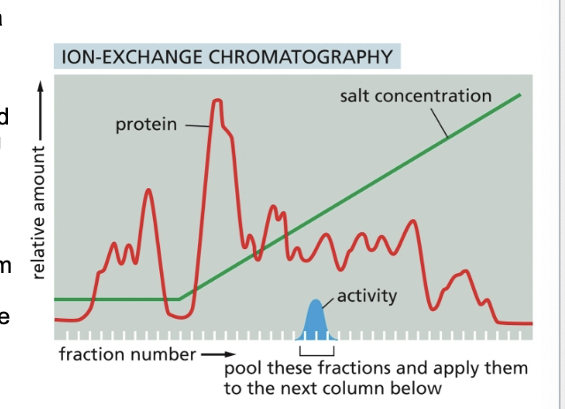 <ul><li><p>homogenate of cells is fractionated by allowing it to percolate through an ion-exchange resin packed into a column</p></li><li><p>the column was washed to remove all <u>unbound contaminants</u> and then the bound proteins were then eluted by pouring a solution containing a gradually <strong>increasing concentration</strong> of salt onto the top of the column</p></li><li><p>proteins with the <strong>lowest affinity</strong> for the ion-exchange resin passed directly through the column and were collected in the earliest fractions eluted from the bottom of the column</p></li><li><p>remaining proteins eluted in sequence according to affinity for the resin → those proteins binding <strong>most tightly</strong> to the resin requiring the <strong>highest concentration of salt</strong> to remove them </p></li><li><p>protein of interest was eluted in several fractions and then detected by its enzymatic activity</p></li></ul><p></p>