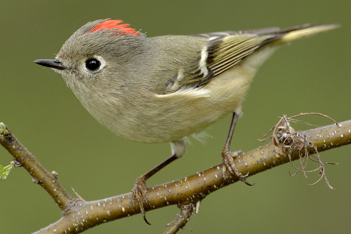 <p>Regulidae</p>