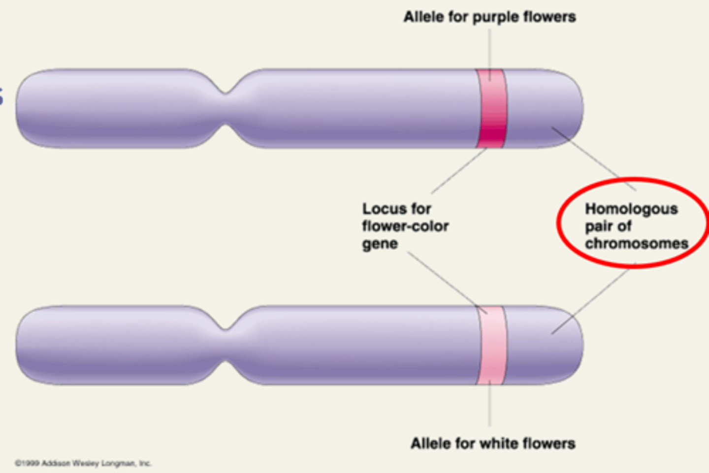 <p>An alternate form of a gene (multiple) </p>