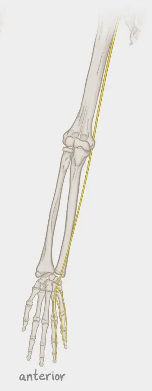 <p>What nerve is this? What plexus does it originate?</p>