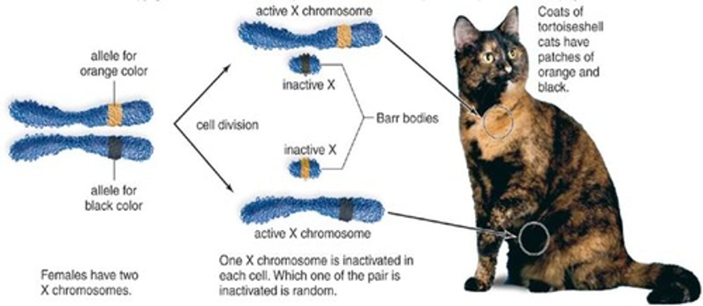<p>: During embryonic</p><p>development in female mammals, one of</p><p>the two X chromosomes is inactivated,</p><p>forming a highly condensed chromosome</p><p>(Barr body)</p>