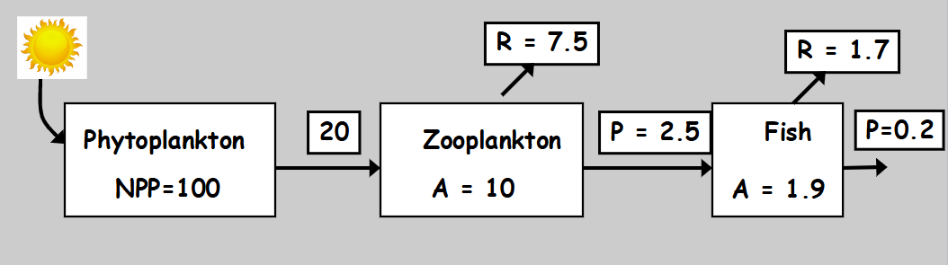 <p>what are P and R</p>