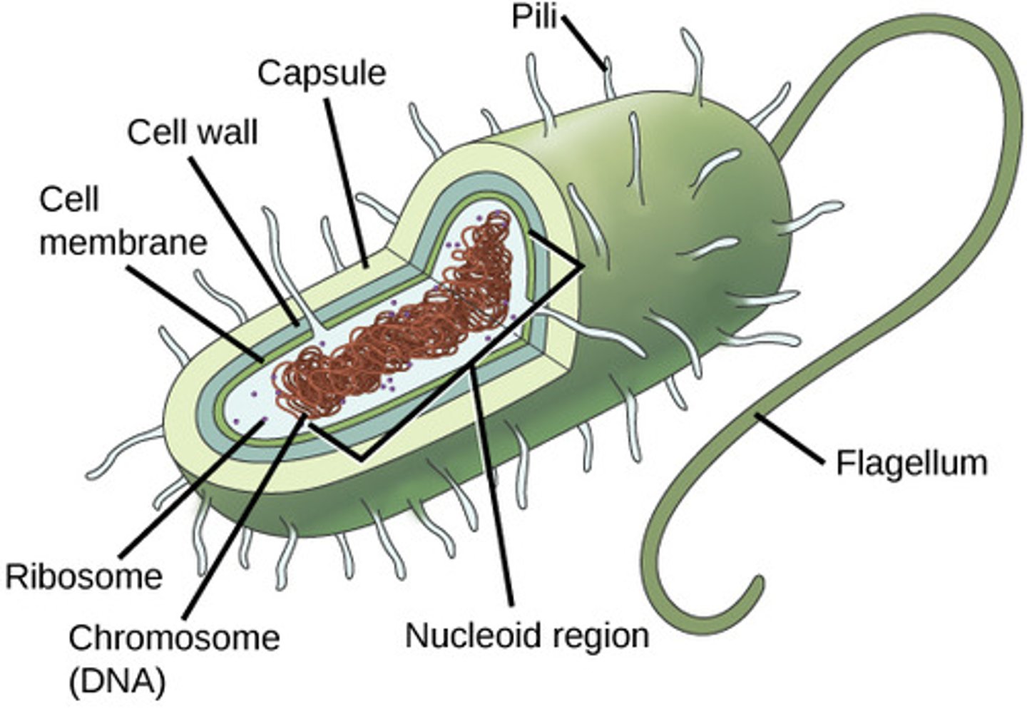 <p>1. flagella<br>2. corkscrew motion<br>3. gliding through slime material</p>