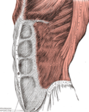 <p>What is aponeuroses and fx?</p>