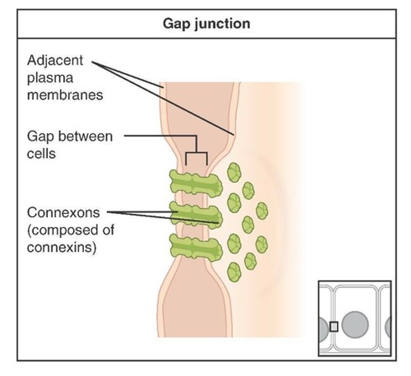 <p>Allow passage of chemical/electrical signals through connexons from cell to cell.</p>
