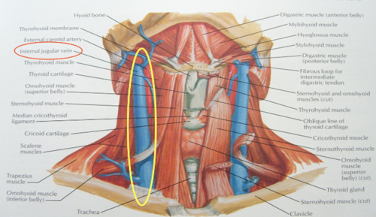 <p>-Internal Jugular vein</p><p>-Subclavian vein</p><p>-Femoral vein</p><p>-Tip of catheter should be in the Superior Vena Cava for jugular and subclavian placement</p><p>-Inferior vena cava below renal veins for femoral placement</p>