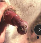 <p>Sheath Rot (Pizzle Rot) / Enzootic Balanoposthitis in <span style="color: rgb(115, 90, 90)">ruminants</span></p>