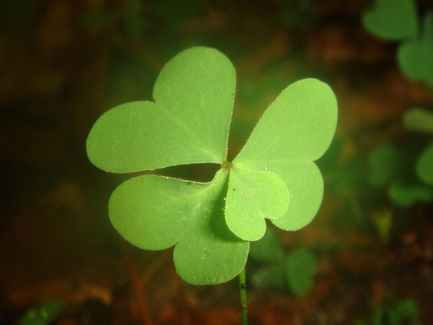 <p>conducive to success; favorable</p>