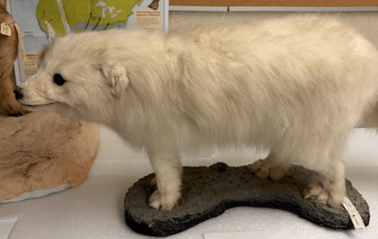 <p>What is this specimen?</p>