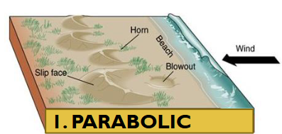 <ul><li><p>Horns point upwind</p></li><li><p>Moderate winds; consistent direction</p></li><li><p>Moderate supply of sand</p></li><li><p>Presence of vegetation; stabilizes horns</p><p></p></li></ul><p></p>