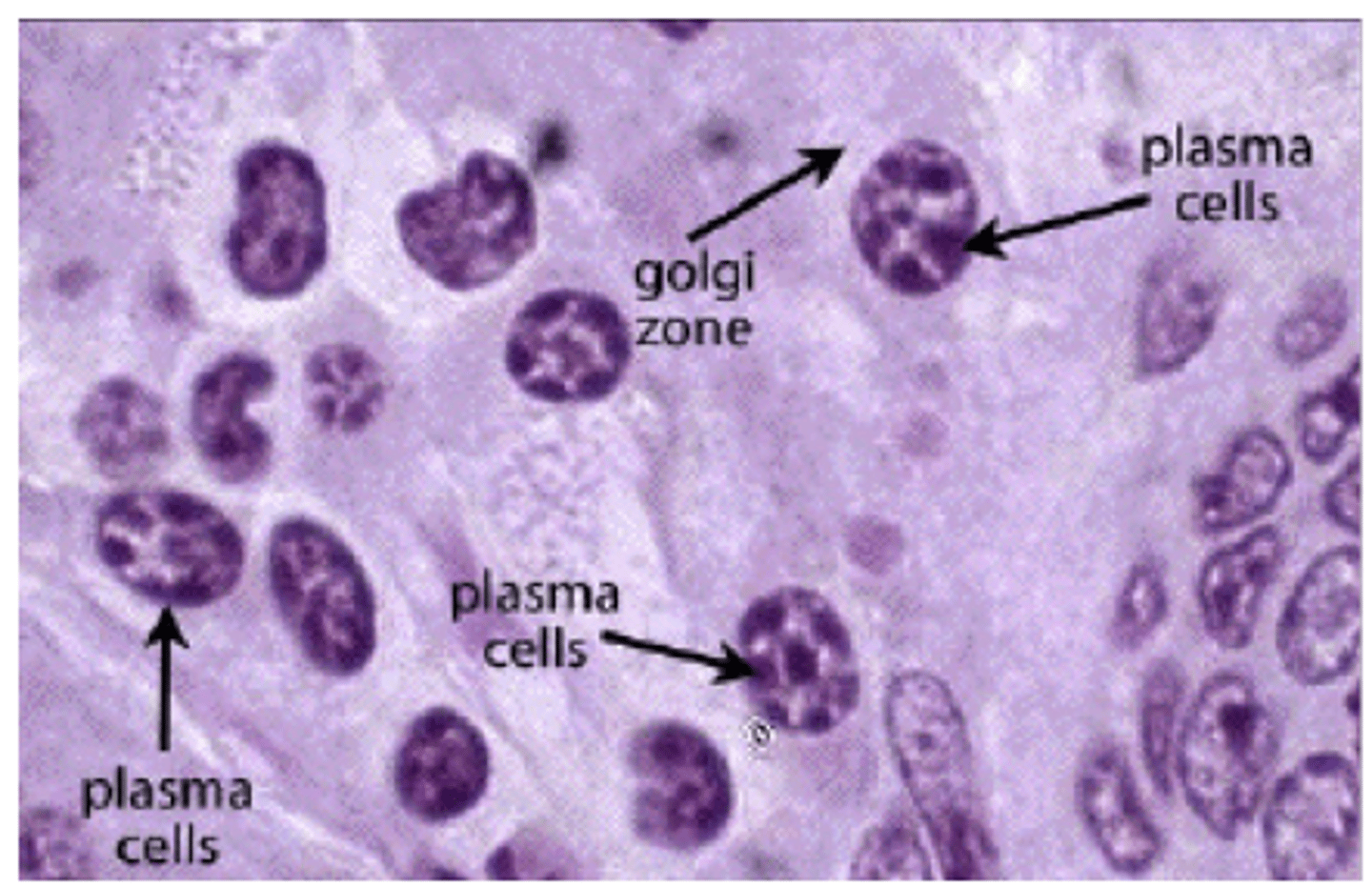 <p>Describe the shape and size of plasma cells.</p>