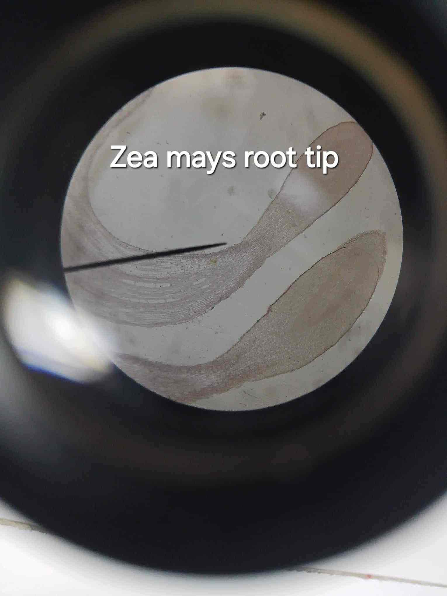 <p>Structures found in statocysts that help with gravity perception, observed in the root tip of Zea mays.</p>