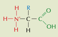 <p>conditions more acidic than isoelectric point where the -NH2 group in an amino acid is protonated</p>