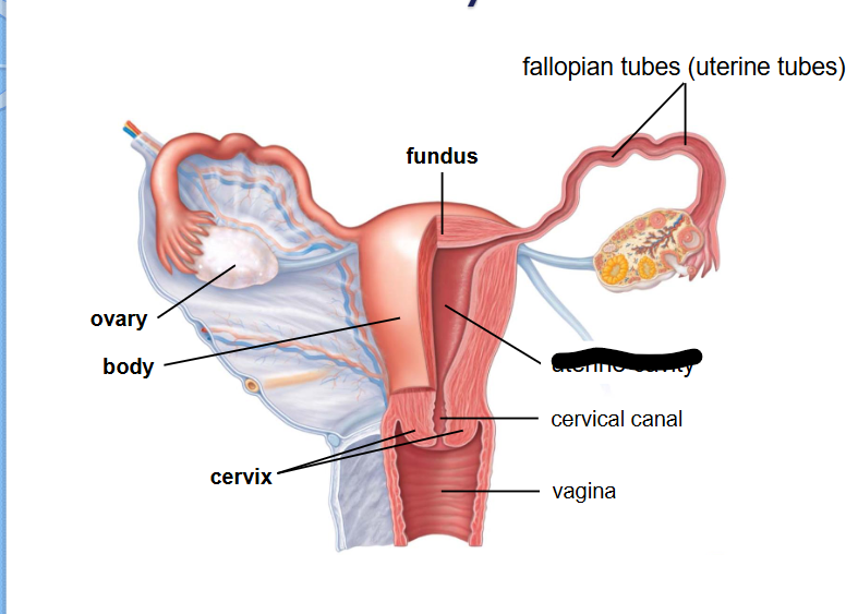 <p>(Female Reprod Structures) What is this within the Uterus?</p>