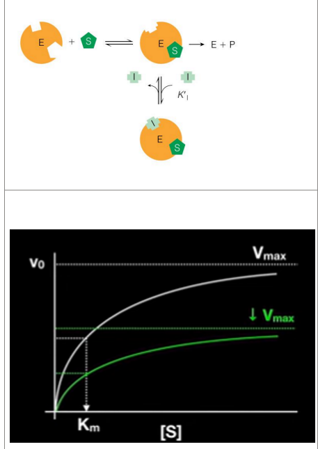 <ul><li><p><strong>Only binds to ES complex</strong></p><ul><li><p>Does <strong>not affect substrate binding</strong>(binds somewhere else on the enzyme)</p></li><li><p><em>Only binds once the substrate binds to the enzyme</em></p></li><li><p><strong>Inhibits catalytic</strong> function</p><ul><li><p><em>Decreases Vmax&nbsp; (overall catalytic activity) but Km of enzyme stays the same</em></p></li><li><p><span><em>noncompetitive inhibition reduces the overall catalytic activity of the enzyme by affecting its function, but it does not prevent substrate binding. This leads to a lower Vmax while leaving the Km unaffected.</em></span></p></li></ul></li></ul></li></ul><p></p>
