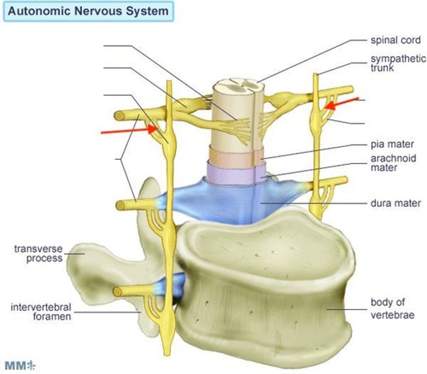 <p>unmyelinated, where postganglionic fibers exit the sympathetic chain</p>