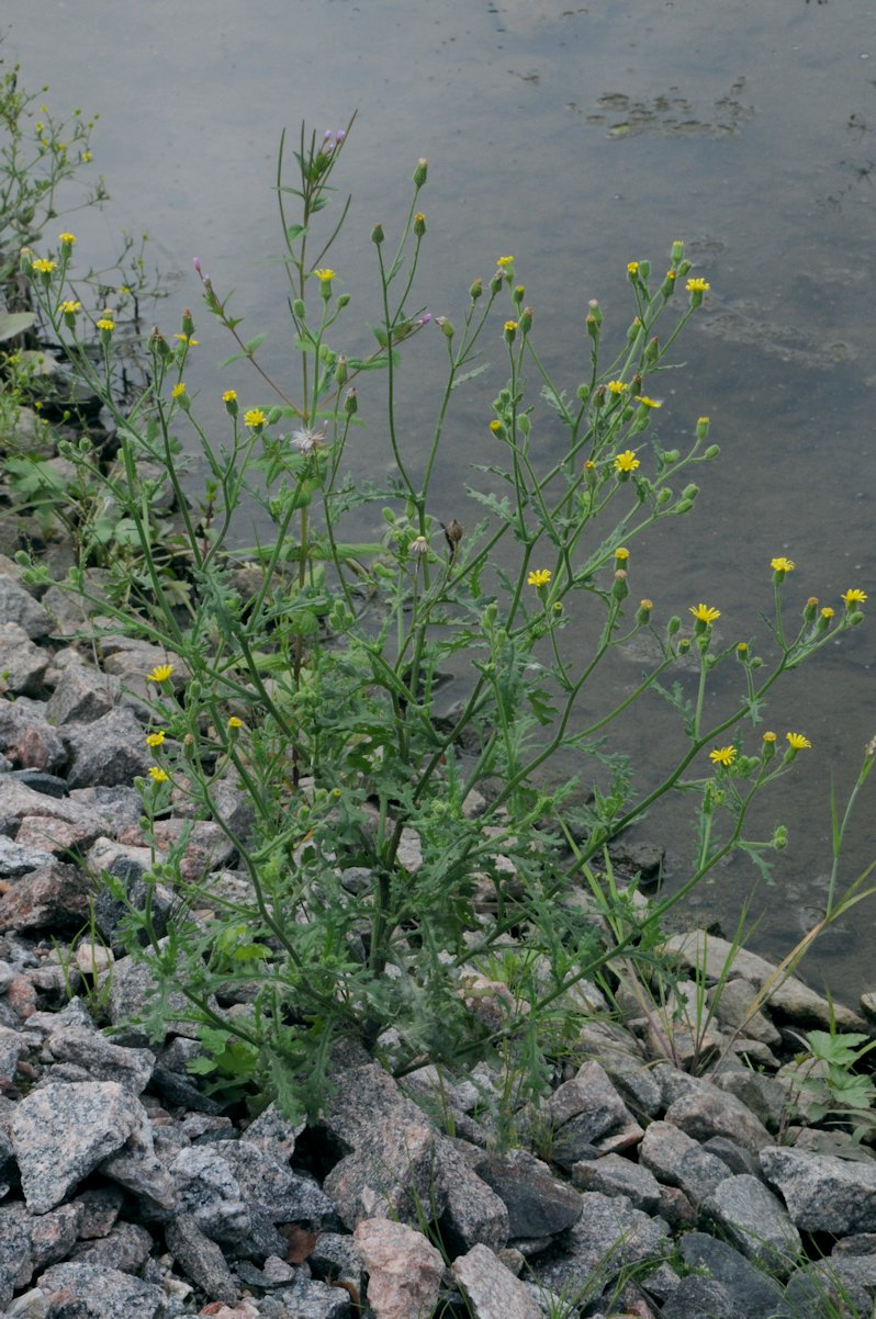 <p>Tahmavillakko</p>